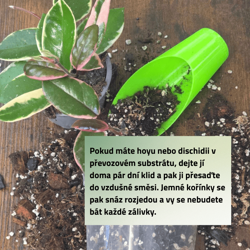 Mix č. 2 Pro drobnokořenné rostliny 
